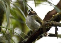 Black-throated Tody-Tyrant - Hemitriccus granadensis