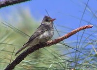 Greater Pewee - Contopus pertinax