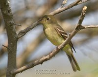 Yellow-bellied Flycatcher - Empidonax flaviventris