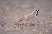 Temminck's Lark - Eremophila bilopha