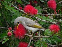 Yellow-throated Miner - Manorina flavigula