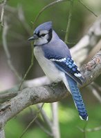 Blue Jay - Cyanocitta cristata