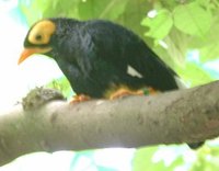 Yellow-faced Myna - Mino dumontii