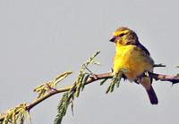 White-bellied Canary - Serinus dorsostriatus