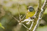 Mourning Warbler - Oporornis philadelphia