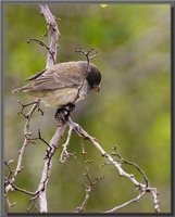 Small Tree-Finch - Camarhynchus parvulus