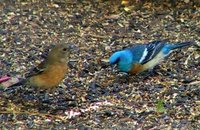 Lazuli Bunting - Passerina amoena