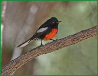 Painted Redstart at Cave Creek