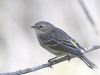 Yellowrumped Warbler Juvenile