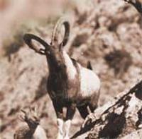 Chiltan Wild Goat