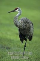 Canada crane ( Grus canadensis ) , Florida , USA stock photo