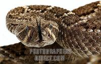 Mexican rattlesnake , Crotalus stock photo