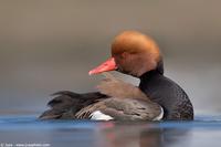 005019 - Netta rufina (Red-crested Pochard)