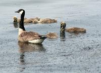 Canada Geese (Branta canadensis)