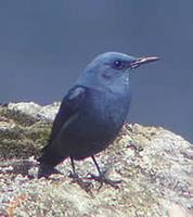 Blue Rock-thrush (Monticola solitarius) by Simon Harthill