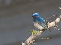 Blue-and-white flycatcher C20D 02791.jpg