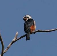 Collared Falconet, Kazunma, Burma