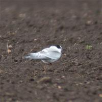 Juvenile Arctic Tern at Prior's Fen