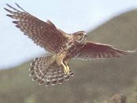 38. 쇠황조롱이 (灰背隼, hui bei sun) Falco columbarius