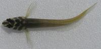 トサカギンポ Omobranchus fasciolatoceps