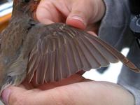 Common Rosefinch (Carpodacus erythrinus)