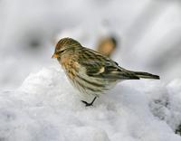 Common Redpoll (Carduelis flammea)