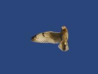 Short-eared Owl (Asio flammeus)