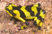 : Atelopus zeteki