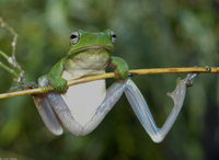 : Hyla cinerea; Green Treefrog