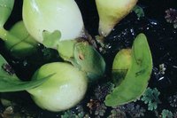 : Hyperolius pusillus; Water Lily Reed Frog