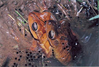 : Hypsiboas faber; Gladiator Treefrog