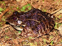 : Leptodactylus fuscus; R