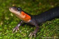 : Plethodon jordani; Jordan's Salamander