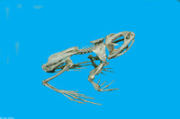 : Rana catesbeiana; American Bullfrog - Skeleton