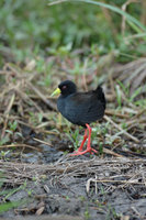 : Amaurornis flavirostris; Black Crake