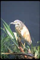 : Ardeola ralloides; Squacco Heron