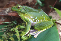 : Rhacophorus dennysi