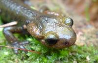 : Salamandra salamandra alfredschmidti; Fire Salamander