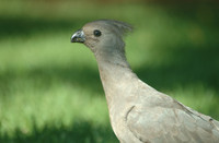 : Corythaixoides concolor; Grey Go-away-bird