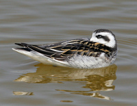 : Phalaropus lobatus; Red-necked Phalarope