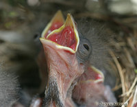 : Pipilo crissalis; California Towhee