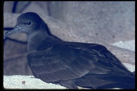 : Puffinus pacificus; Wedge-tailed Shearwater