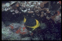 : Holacanthus tricolor; Rock Beauty