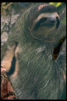 : Bradypus tridactylus; Three-toed Sloth