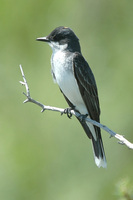 : Tyrannus tyrannus; Eastern Kingbird