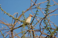 : Urocolius macrourus; Blue Naped Mousebird