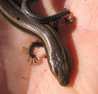 : Eumeces skiltonianus interparietalis; Coronado Skink