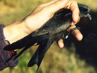 Swinhoe's Storm-Petrel, Oceanodroma monorhis