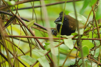 Javan Munia (Lonchura leucogastroides)