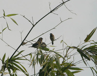 Scaly-breasted Munia or Whit-rumped Munea? Perhaps, Scaly-breasted...홍하하구 가는 길에서.